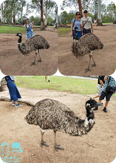 澳洲圖片-龍柏動物園(EMU)